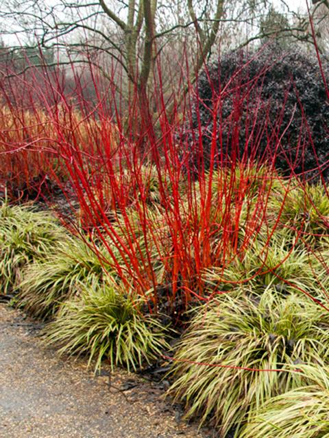 Red Twig Dogwood Shrub Disease - red twig dogwood shrub disease