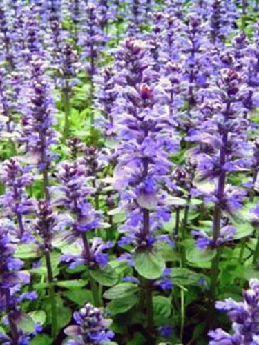 Reptans Ajuga