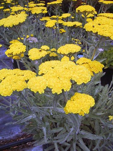 Moonshine Achillea