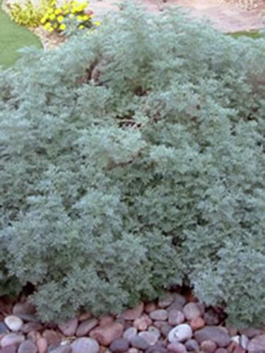 PowisCastle Artemesia