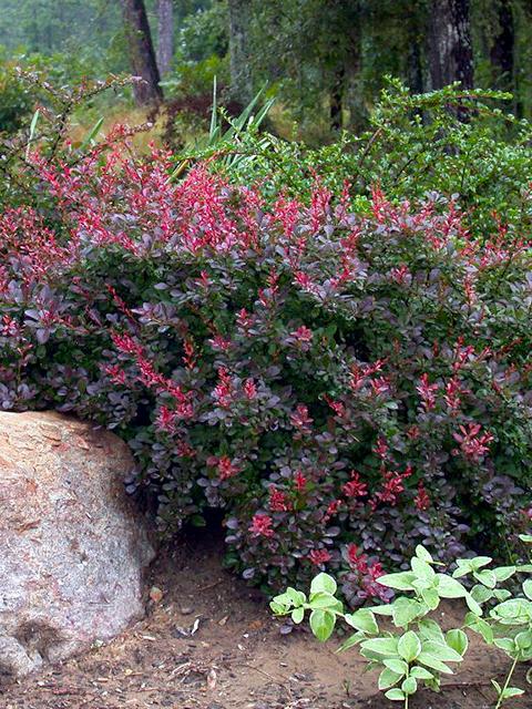 Crimson Pygmy Barberry