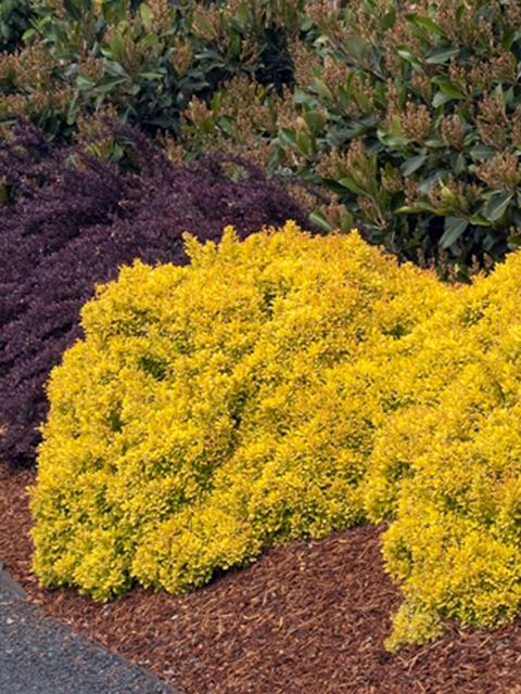 Golden Nugget Barberry