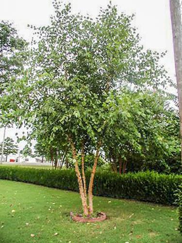 Large & Very Large Deciduous Trees