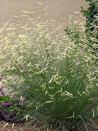 Blonde Ambition Blue Grama Grass