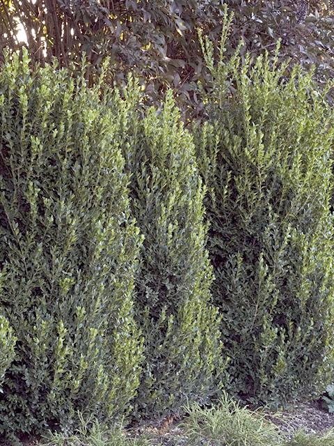 Green Mountain Boxwood