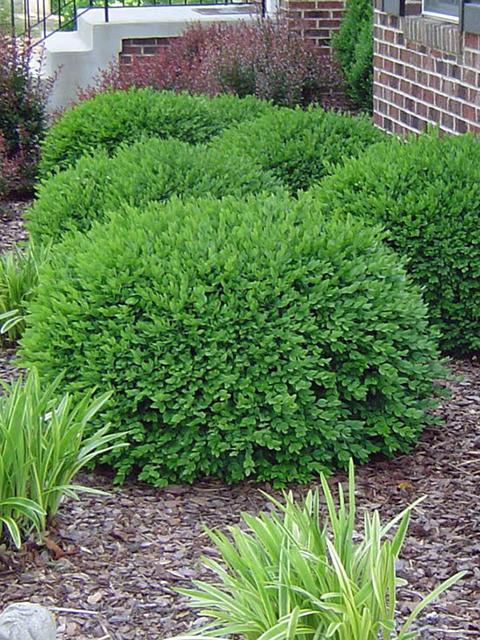 Green Velvet Boxwood
