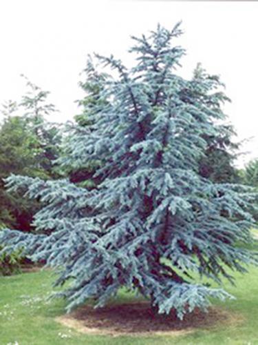 Blue Atlas Cedar