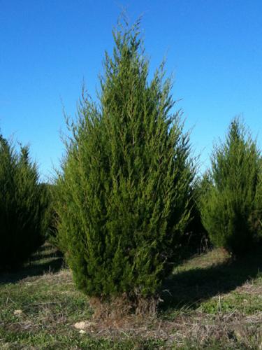Eastern Red Cedar Cedar