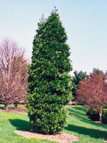 Incense Cedar