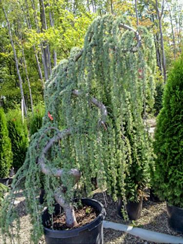 Weeping Cedar