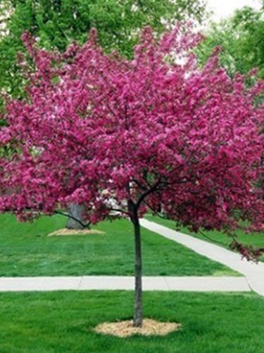 Royal Raindrops Crabapple