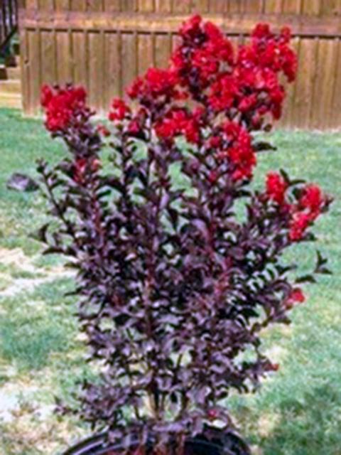 Black Diamond Crapemyrtle