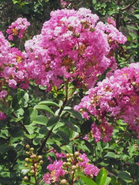 PinkRuffles Crapemyrtle