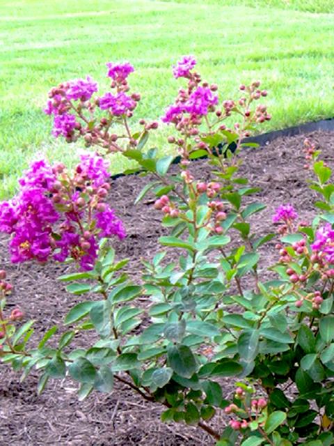 Royalty Crapemyrtle