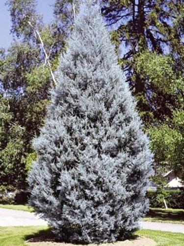 Arizona Cypress