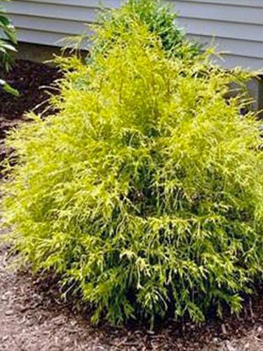Gold Mop Cypress