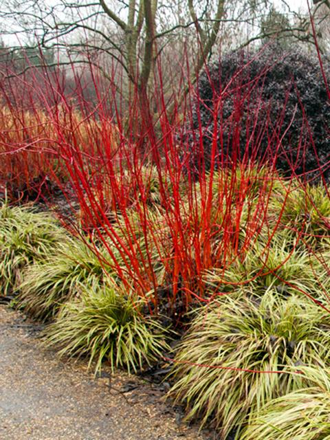 Red Twig Dogwood