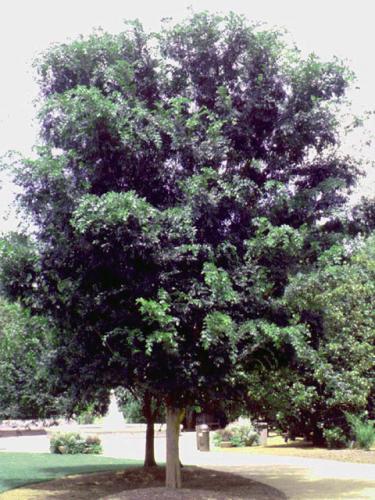 Lacebark Elm