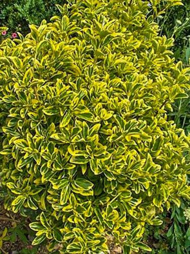 Golden Euonymus