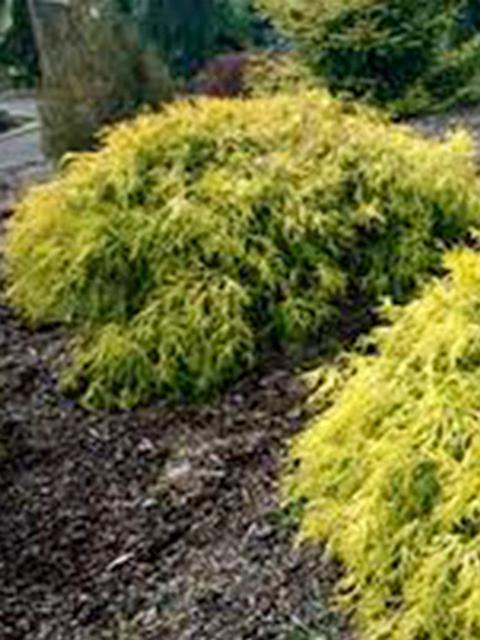 Lemon Thread False Cypress 