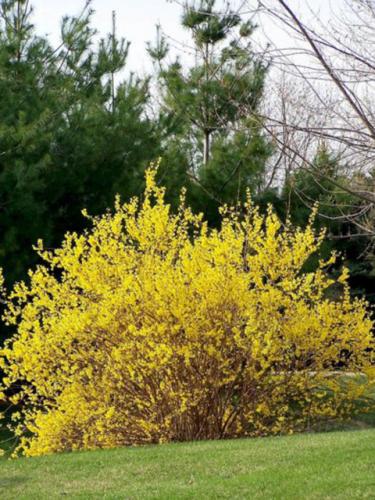 Forsythia