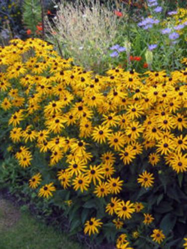 Rudbeckia Goldsturm