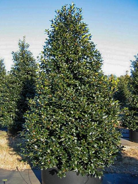 Nellie Steven's Holly