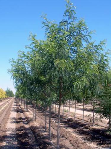 Imperial Honeylocust