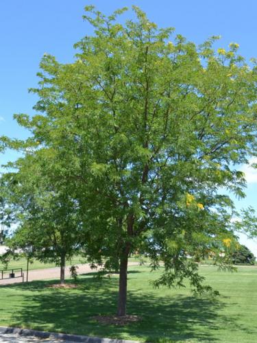 Skyline Honeylocust
