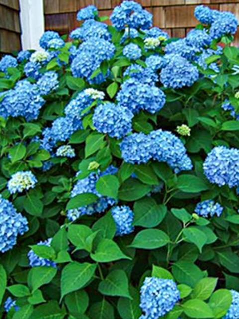 Endless Summer Hydrangea