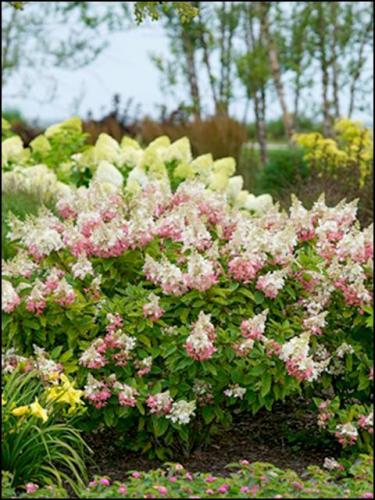 Pinky Winky Hydrangea