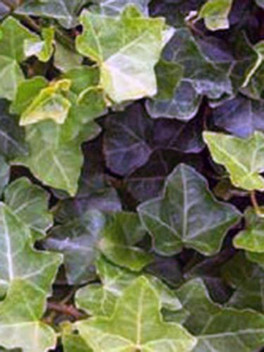 English Ivy