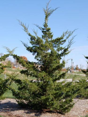 Juniper Canaert Juniper