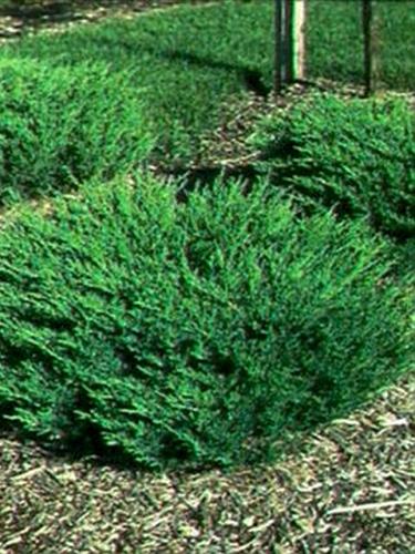 Compact Andorra Juniper