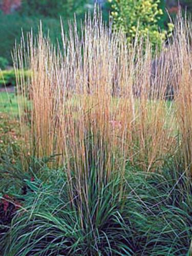 Karl Foerster Feather Reed Grass
