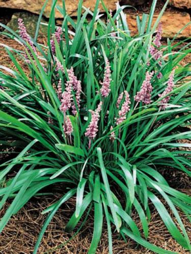 Majestic Liriope