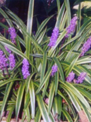 Variegated Liriope