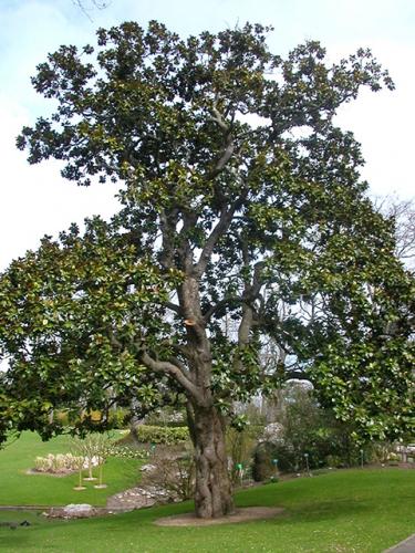 Southern Magnolia