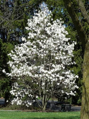 Star Magnolia
