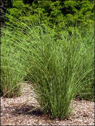 Maidengrass