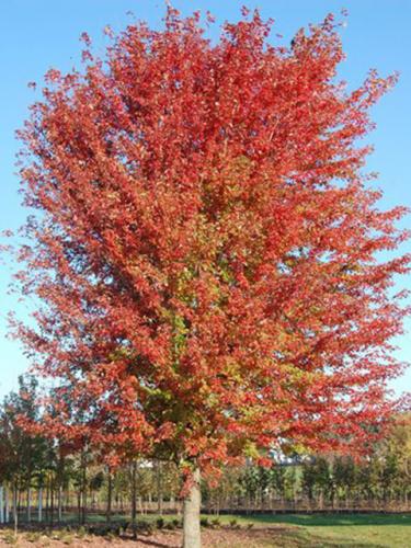 Autumn Blaze Maple