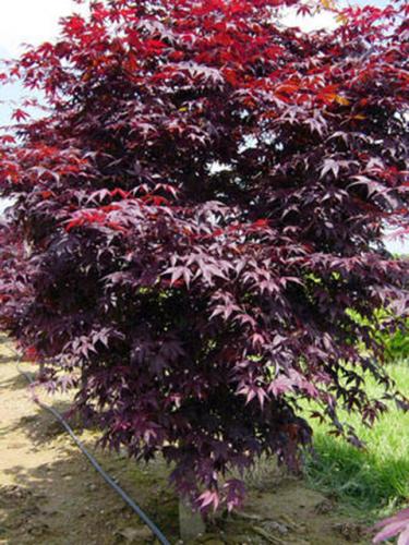 Bloodgood Japanese Maple
