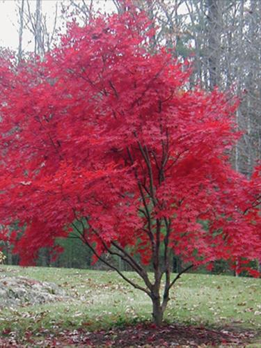 Japanese Redleaf Maple