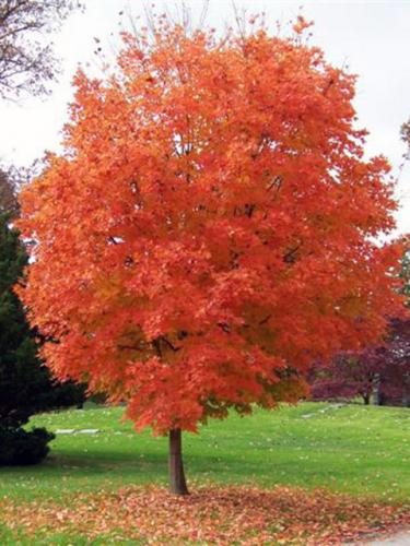 Legacy Sugar Maple