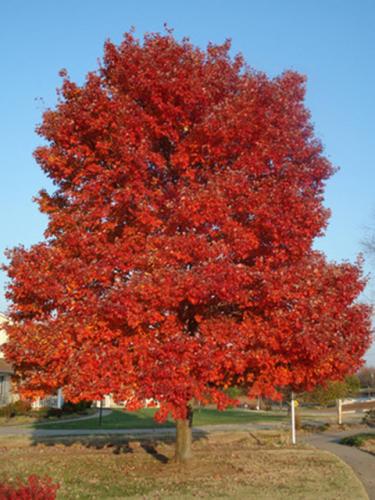 October Glory Maple