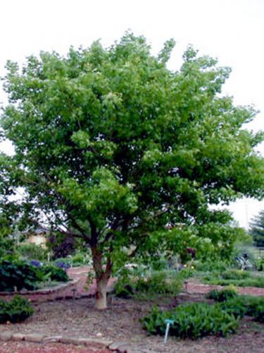 Shantung Maple