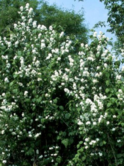 Minnesota Snowflake Mockorange