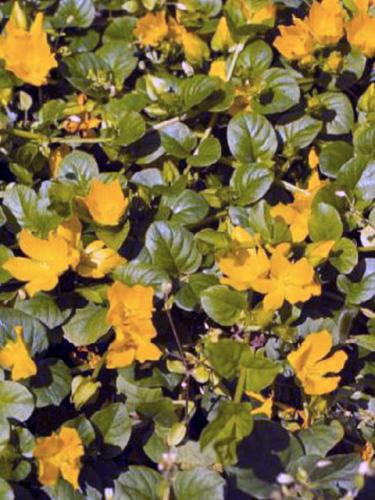 Gold Moneywort
