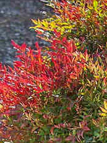 Sienna Sunrise Nandina