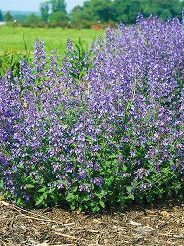 Jr. Walker Nepeta